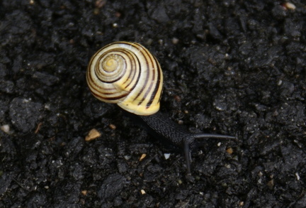 Yellow and brown stripy snail
